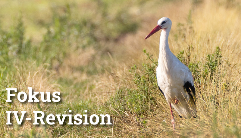 Fokus Ivrevision5