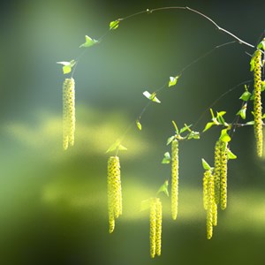 Jede fünfte Person hat eine Allergie - Aktionswoche soll aufklären Jede fünfte Person hat eine Allergie - Aktionswoche soll aufklären