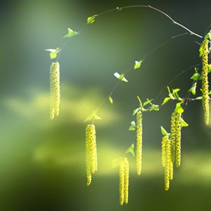 Jede fünfte Person hat eine Allergie - Aktionswoche soll aufklären