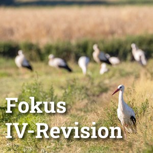 Eingliederung weiter im Fokus Eingliederung weiter im Fokus
