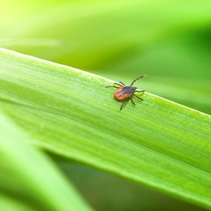 Borreliose-Studie: Jeder Siebte weltweit bereits infiziert