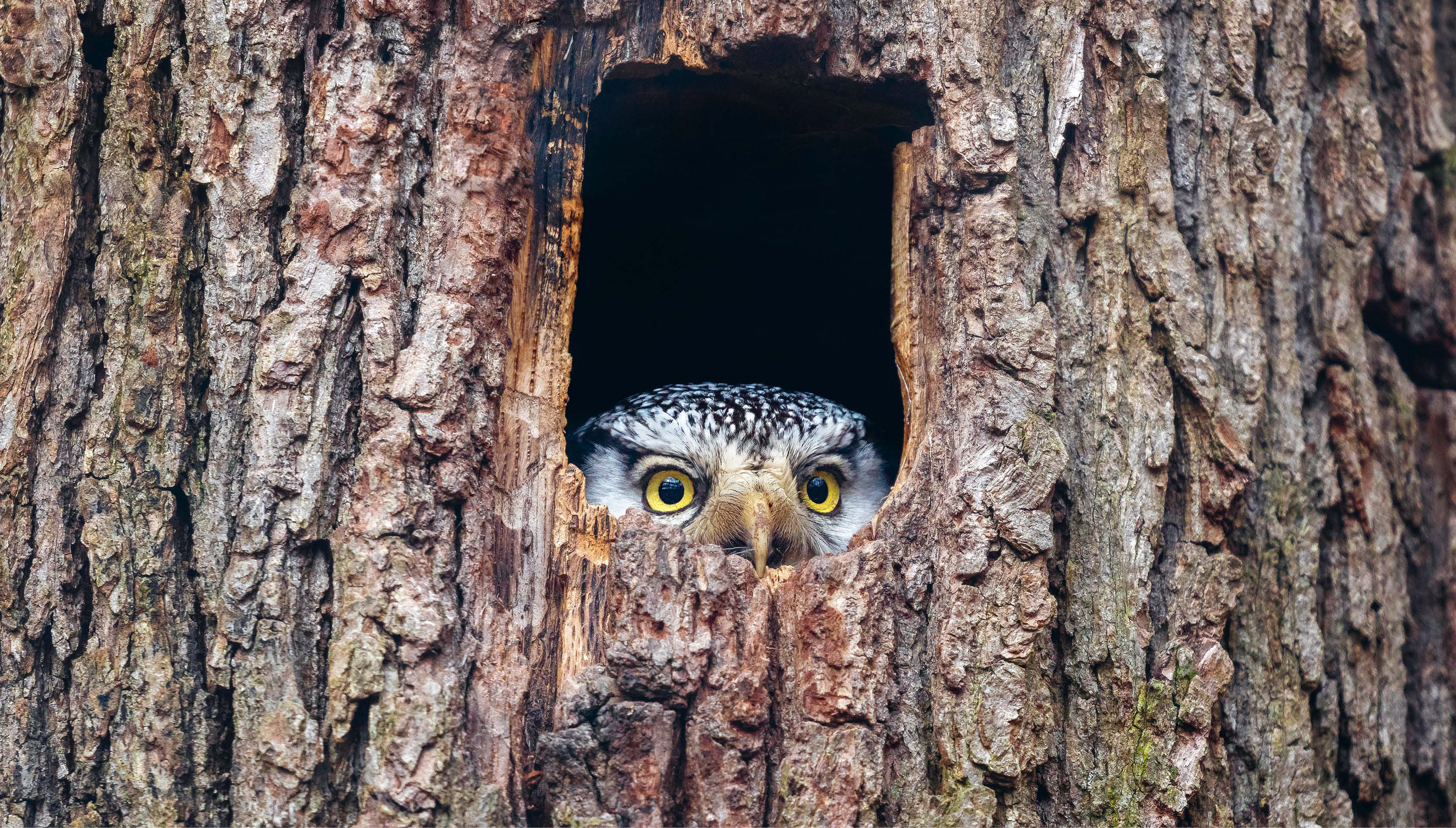 Chef, er spricht nicht!