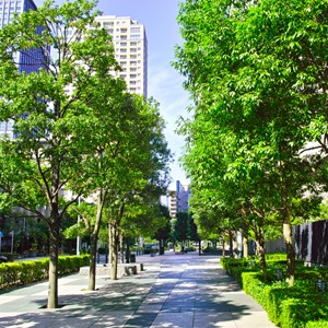 Bäume verringern Hitze-Todesfälle in Städten um ein Drittel