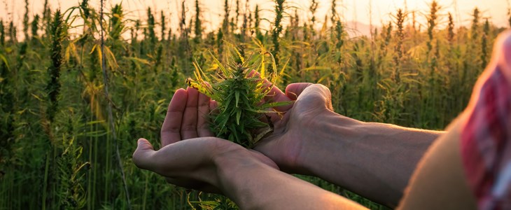 Cannabis-Legalisierung in den USA führte nicht zu mehr Psychosen Cannabis-Legalisierung in den USA führte nicht zu mehr Psychosen