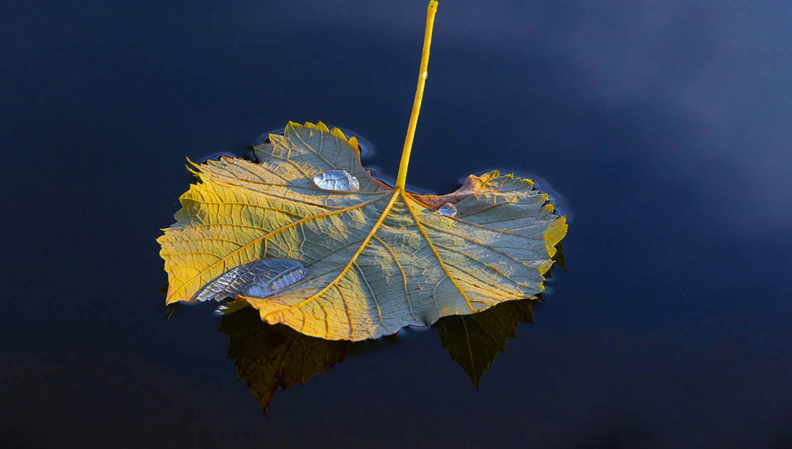 Krankheit und Trauer im Team