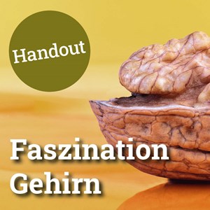 Faszination Gehirn