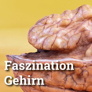Neuroplastizität und Neuromythen Neuroplastizität und Neuromythen