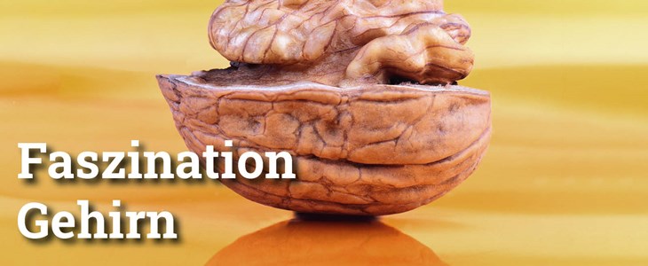 Fokus: Faszination Gehirn Fokus: Faszination Gehirn