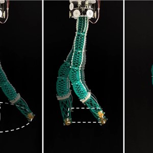 EPFL-Forscher entwickeln menschenfreundlichen Rüssel-Roboter