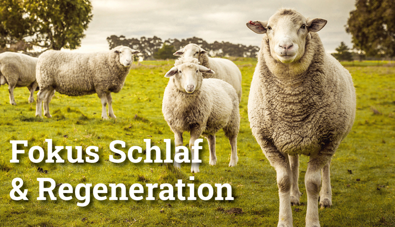 Fokus Schlafregeneration3