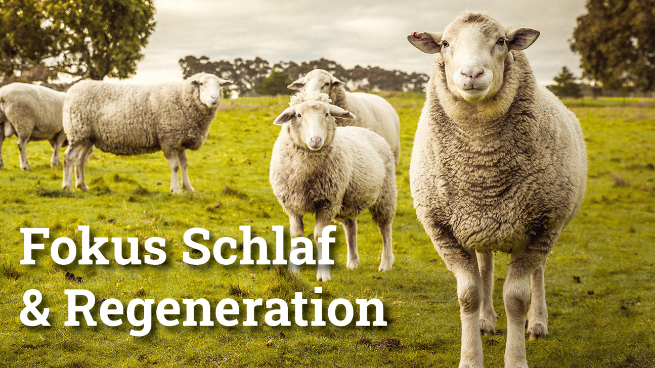 Fokus Schlafregeneration3