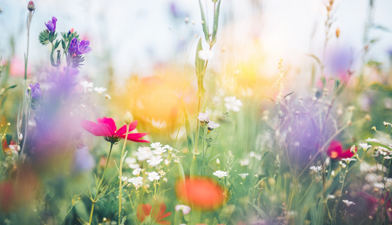 Blumen Wiese Sommer Web