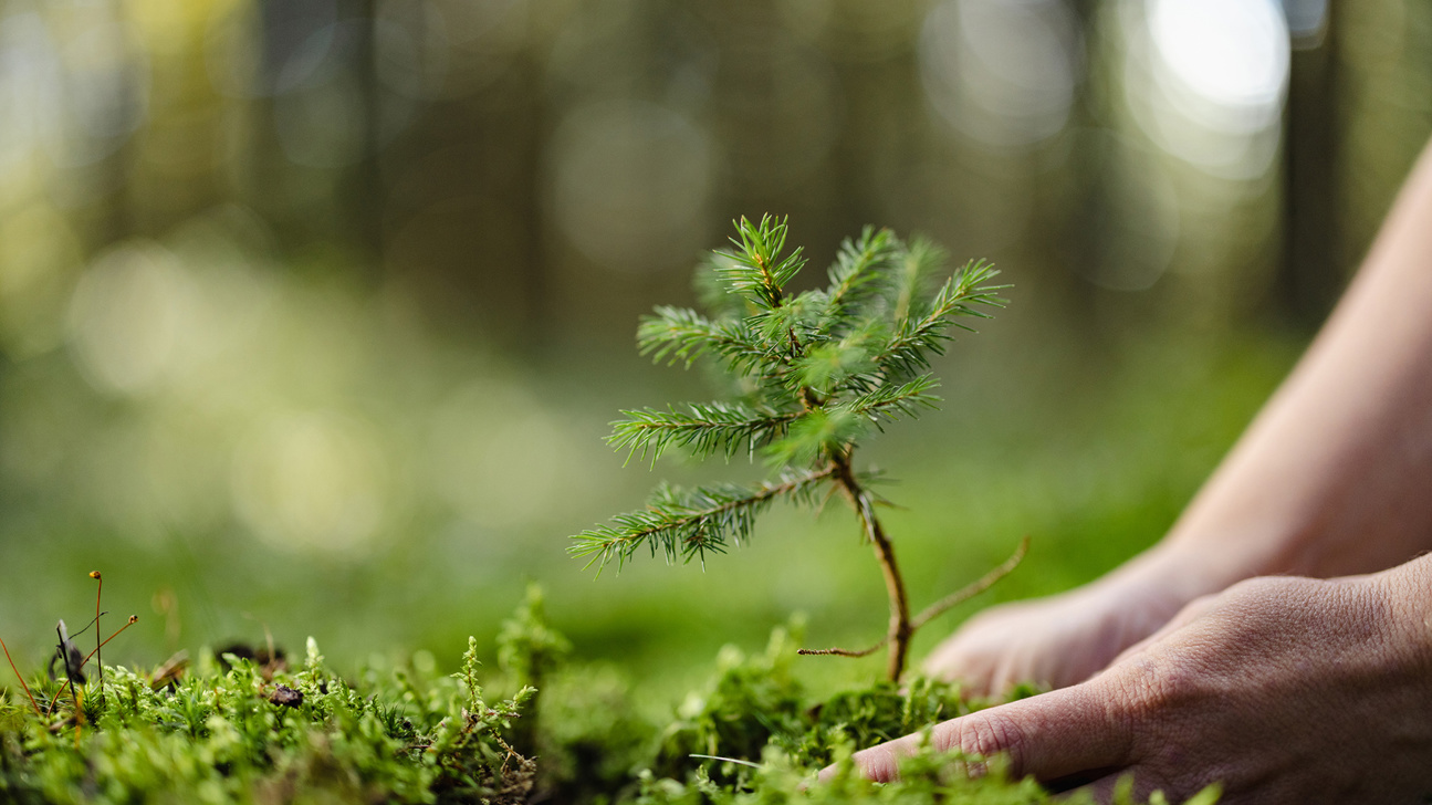 Baum Klein Wald Pflanzen Istock 1466653322 Web