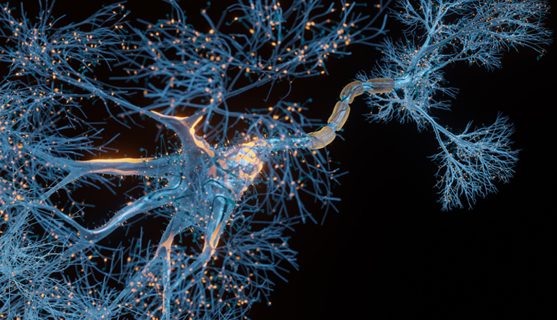 Hirn Synapse Neuronenzelle Istock 1328955974