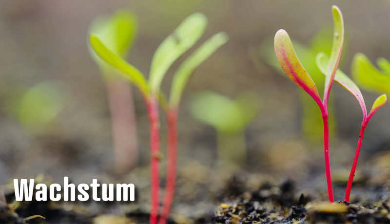 Dossier Wachstum4