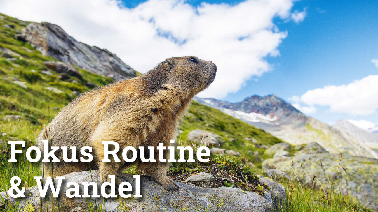 Fokus Routine2
