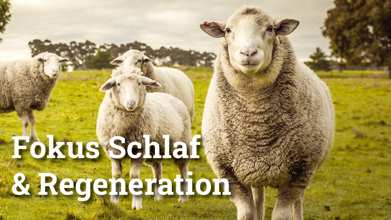 Fokus Schlafregeneration5