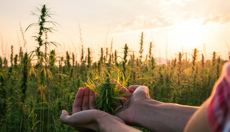 Canabis Plantage Feld Sonne Istock 1290318267
